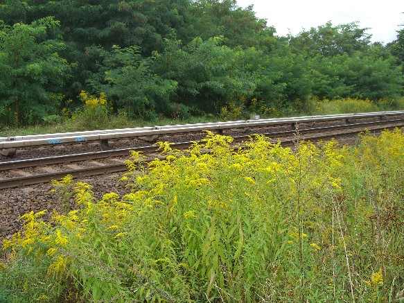 Grenzgrabenbrücke über 2 S Bahngleise