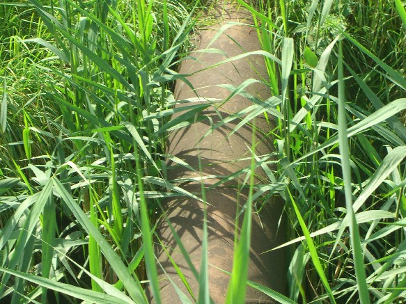 Pankebrücke Rohr südl. B 2