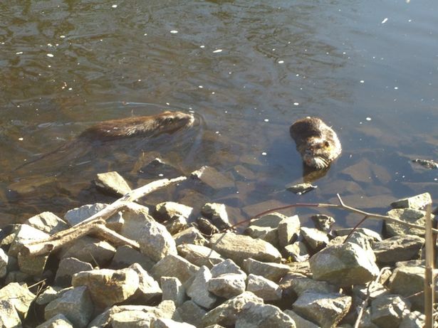 Louise Henriettensteg über die Schnelle Havel in Oranienburg