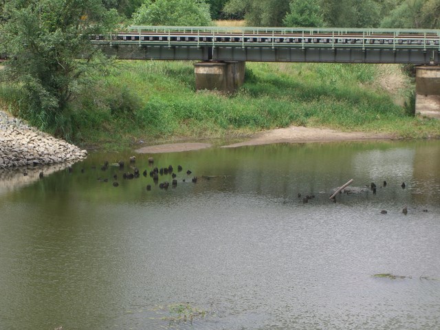 EÜ Berlin - Kostrzyn nad Odra wetlicher Oderverlauf Oderfluter zwischen Kietz und Insel