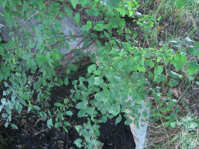 Grabenbrücke nordnordwestlich Prierow