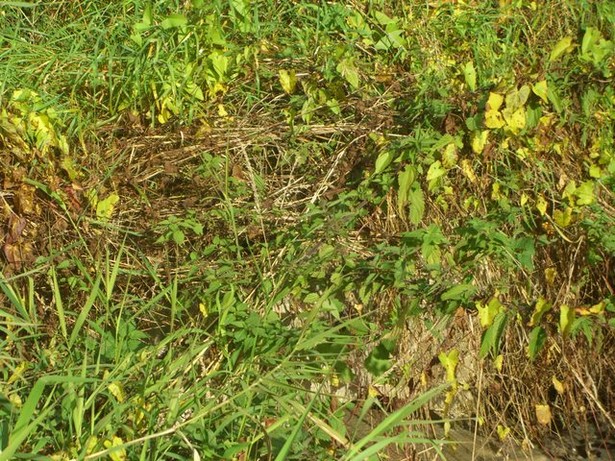 Dorfstraßenbrücke / Sophienfließ