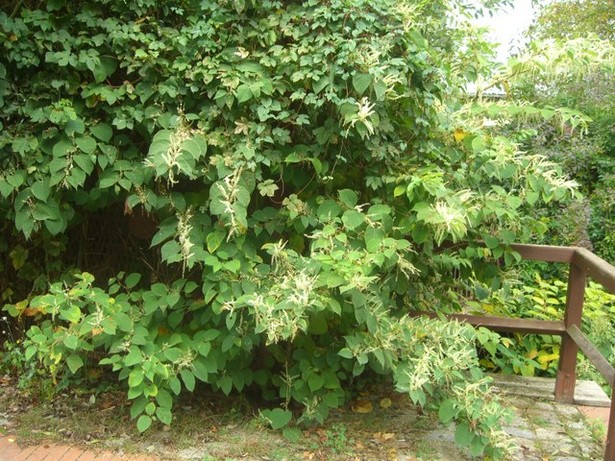 ehem. Grungstückszugangsbrücke / Verbindungsgraben