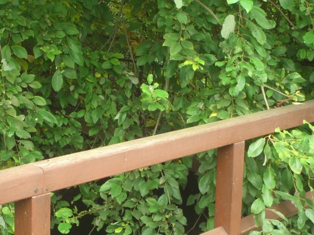 ehem. Grungstückszugangsbrücke / Verbindungsgraben