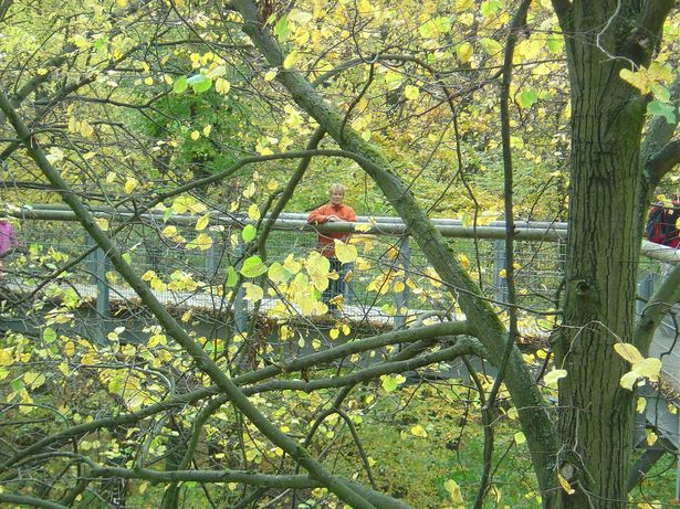 Baumkronenpfadwegbrücke im Hainisch