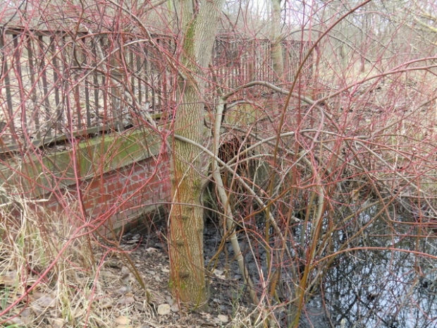 Alte Wegbrücke / Wuhle alter - natürlicher Verlauf