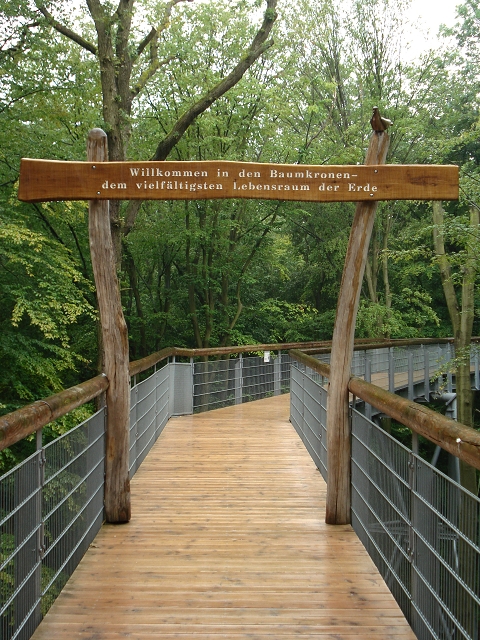 Baumkronenpfadwegbrücke im Hainisch