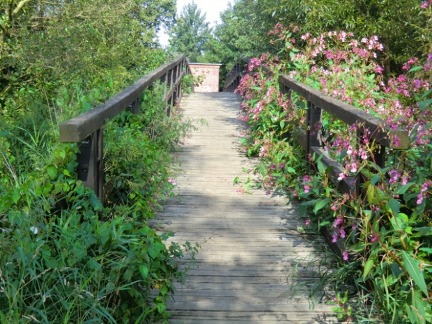 Forstwegbrücke / Ilmenau