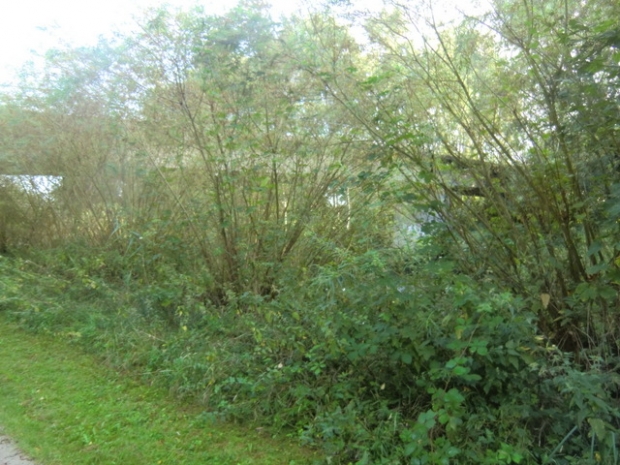 A 39 Autobahnbrücke Lüneburg - Hamburg / Ilmenau u. 1 Uferbegleitweg und ein Industriegleis