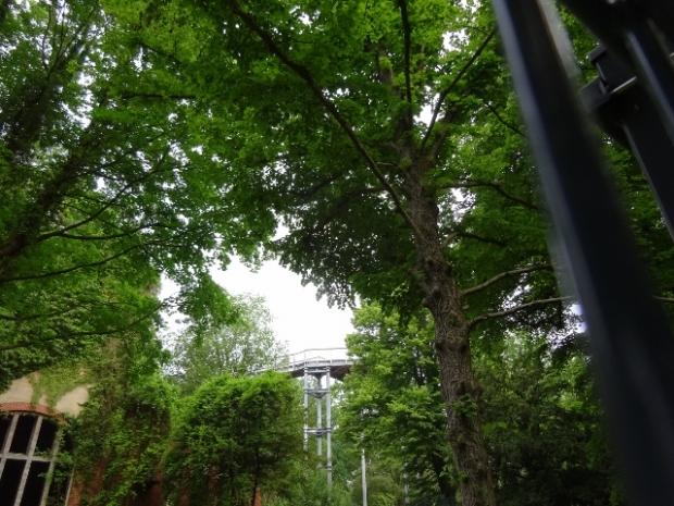 Baumkronenpfadbrücke / Waldgelände und Ruinen