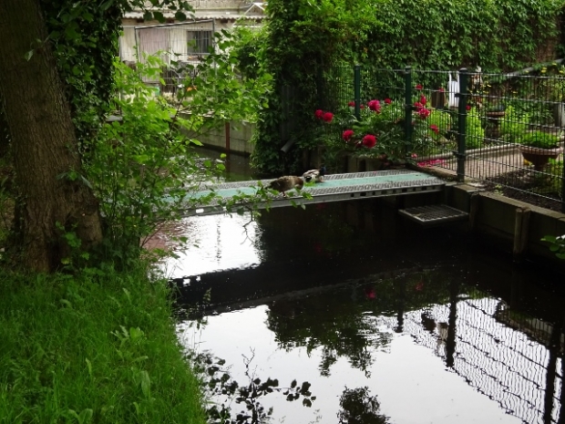 Stegbrücke am Paukertweg / Nieplitz