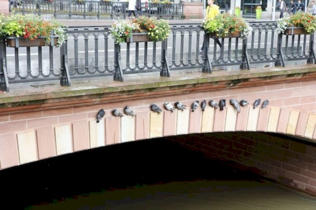 Tauben schützen sich vor dem Regen