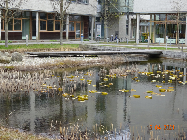 Fußwegbrücke / Teich für Wasservögel ( Drei Männer )