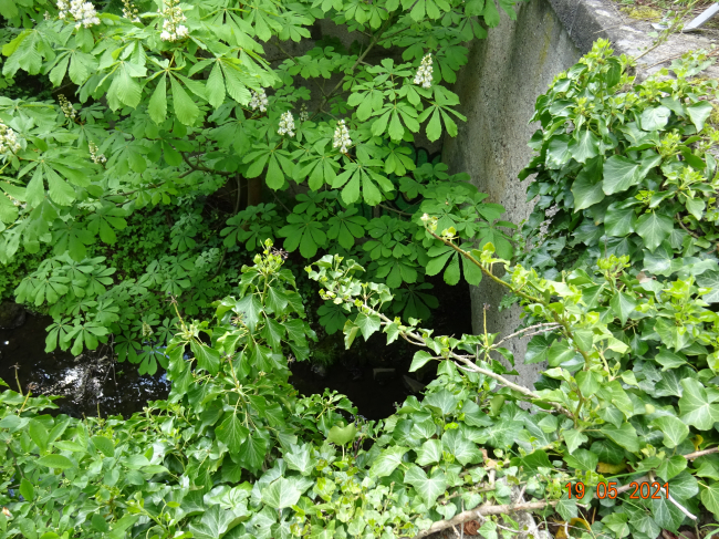 ehem. verlängerte Schwanebecker Chausseebrücke / Panke